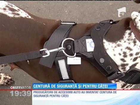 S-a inventat centura de siguranţă pentru patrupede