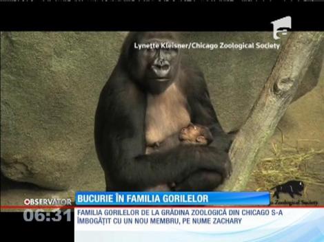 Un nou membru în familia gorilelor de la grădina zoologică din Chicago
