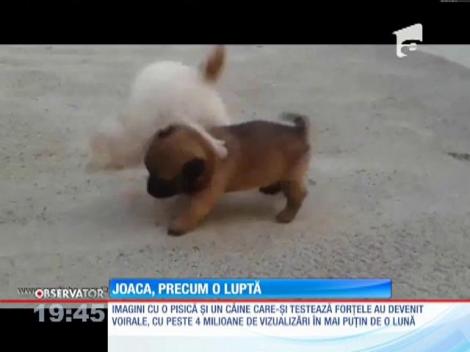 Test de forță între un pisoiaș si un cățeluș