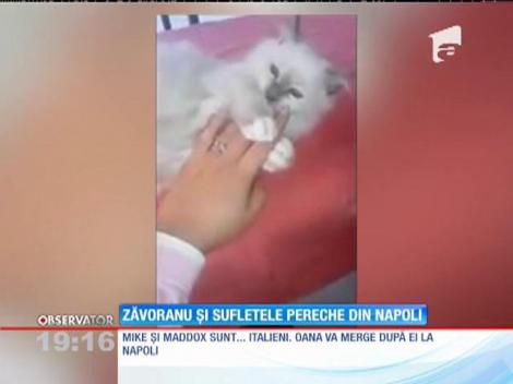 După şase săptămâni de doliu, Oana Zăvoranu şi-a găsit alinarea