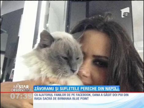 IMA Star Observator 04/10/2015