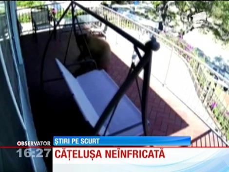 Un câine de talie mică a pus pe fugă trei urşi, în statul american California