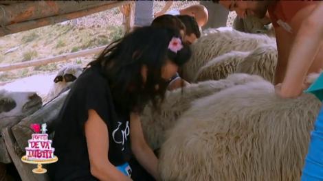 Gina Pistol și Cosmina Păsărin, puse să mulgă oile!