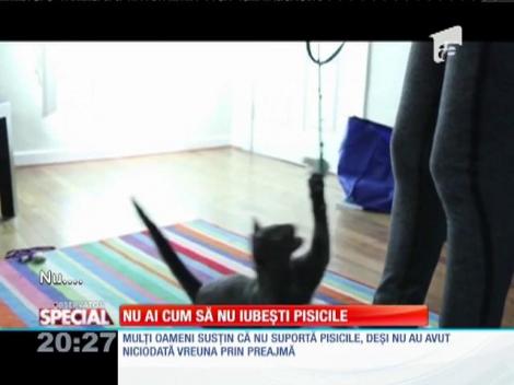 Special! O pisică poate schimba modul de gândire al stăpânului