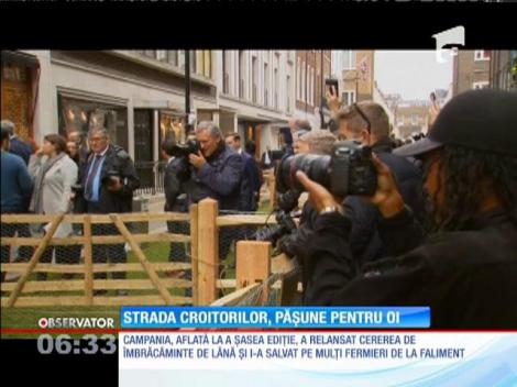 Strada croitorilor de elită din Londra a fost ocupată de o turmă de oi