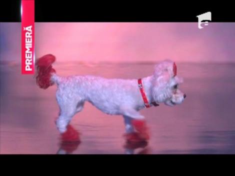 Sânziana Buruiană e „dresată” la „Ham talent”