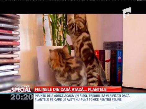 SPECIAL! Felinele din casă atacă... plantele