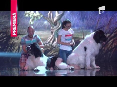 Atena și Akbar, doi câini din rasa buldog francez impresionează prin frumusețe