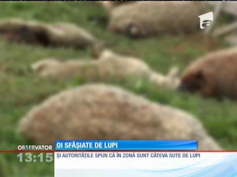 13 oi sfâşiate de o haită de lupi, în Harghita