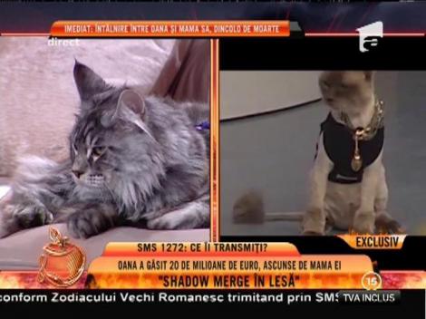 Oana Zăvoranu și-a luat pisoi: ”Shadow merge în lesă!”