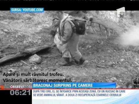 Un ONG din România a semnalat un caz de braconaj de cerb în Munții Țarcu