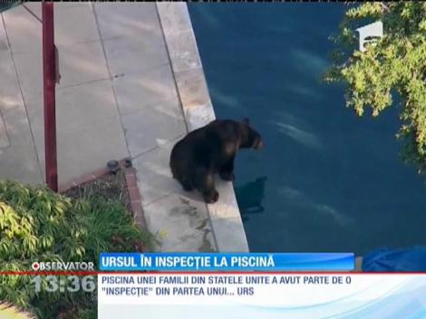 Piscina unei familii din Statele Unite a avut parte de vizita unui urs