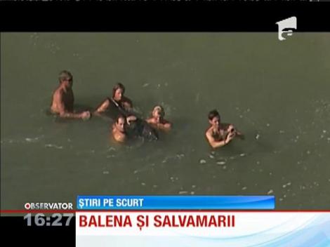 Balenă salvată de la moarte