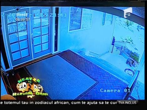 Smiley News: Urşi puşi pe fugă de un buldog francez