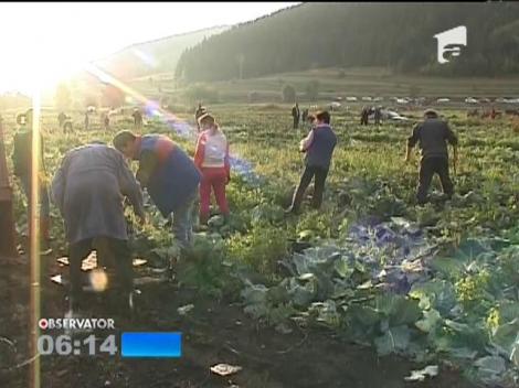 Festivalul tăierii verzei a avut loc în Harghita