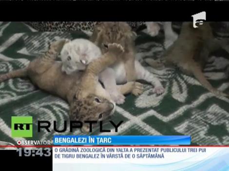 Trei pui de tigru bengalez, cei mai noi locatari ai unei grădini zoologice din Crimeea