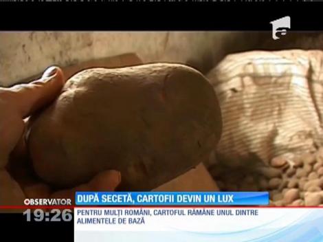 Din cauza secetei, cartofii se scumpesc