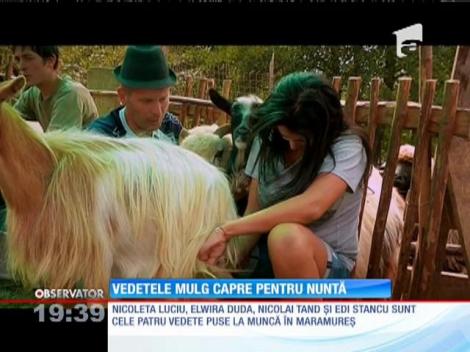 La ”Poftiţi de vă iubiţi” vedetele mulg capre pentru o nuntă