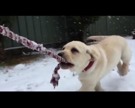 Clipul care a uimit o LUME ÎNTREAGĂ: ce face un labrador cu o funie