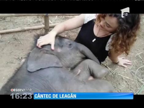 Elefant adormit ca un bebeluș