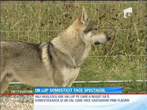 Un lup domesticit, spectacole prin toată România