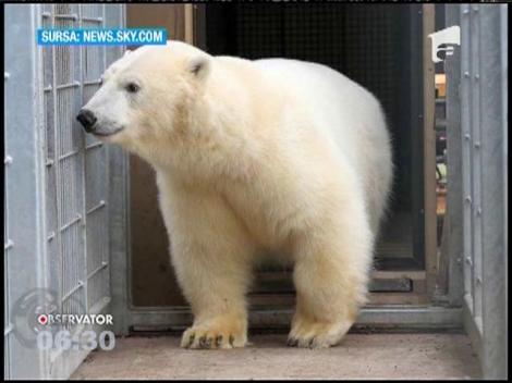 Trei imigranţi au dat nas în nas cu un urs polar, în timp ce încercau să ajungă în Marea Britanie