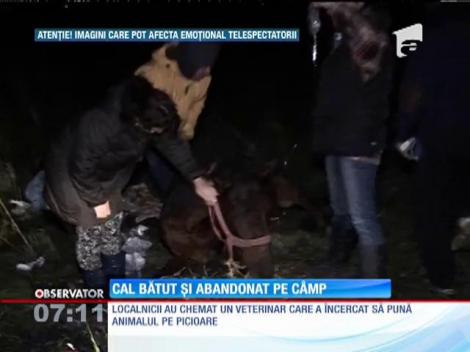 Un stăpân fără suflet şi-a abandonat calul într-o comună din Ilfov