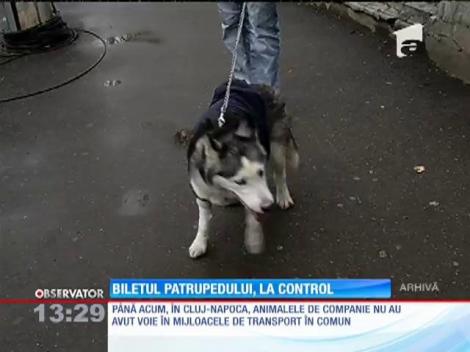Patrupedele din Cluj-Napoca au nevoie de bilete pentru mijloacele de transport în comun