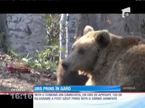 Urs prins în gard,  în apropierea mai multor gospodării
