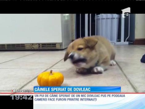 Câinele speriat de un dovleac