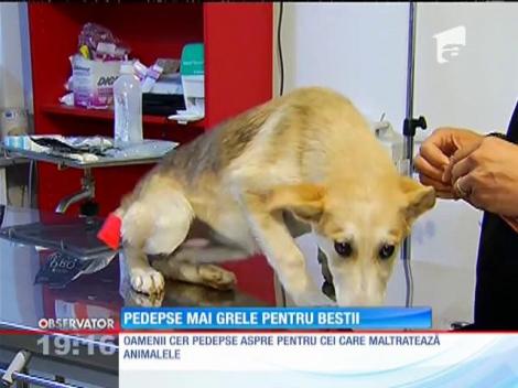 Iubitorii de animale cer pedepse mai aspre pentru cei care bat necuvântătoare