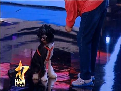 Puffy nu are chef! Ce este de făcut!?