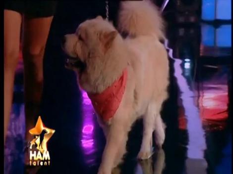 Chow-chow de colecție. Paco doarme și merge mai departe