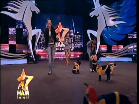 Invazia „minionilor”. Platoul emisiunii s-a umplut de buldogi francezi