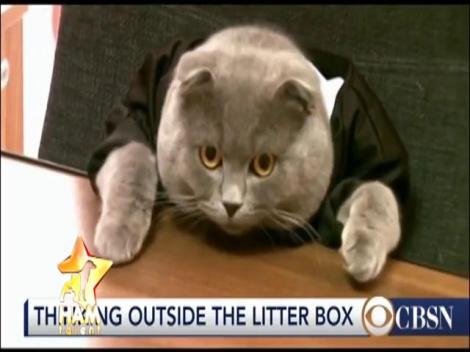 Nu e nicio glumă! El este singurul pisoi din România care are slujbă și salariu!