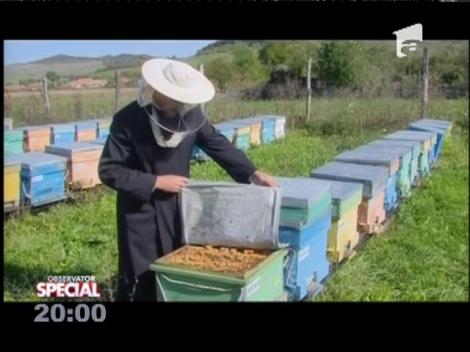 SPECIAL! Un duhovnic păstoreşte 100 de familii de albine