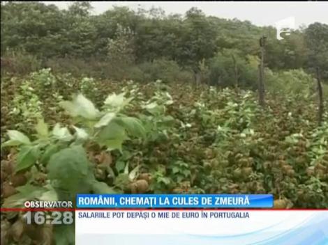Românii, chemaţi la cules de zmeură în Portugalia