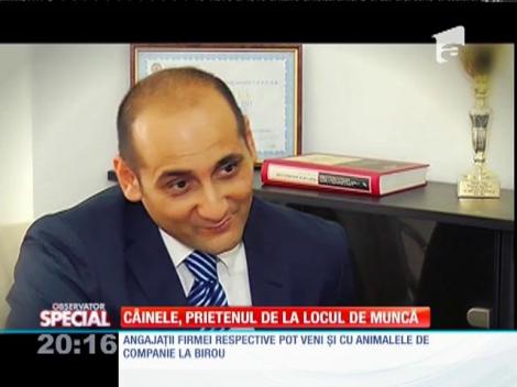 Achi, căţeluşul care merge la muncă zi de zi! Stăpânul său nu îl lasă acasă în nicio zi!