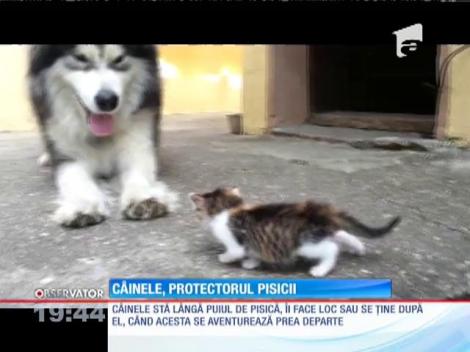 Un câine, deosebit de afectuos cu un pui de pisică!