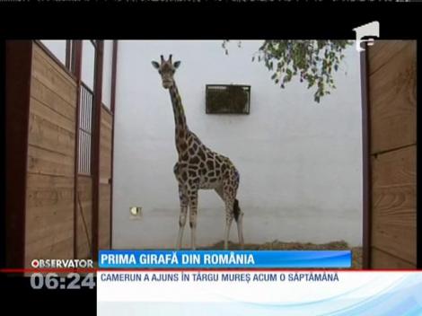 Camerun, prima girafă din România
