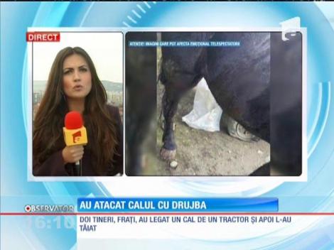 Au târât un cal cu un tractor și apoi l-au rănit cu o drujbă