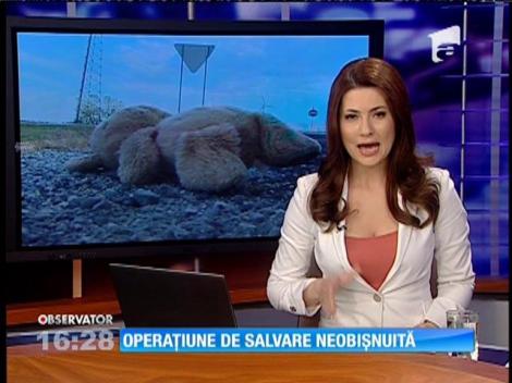 Operaţiune de căutare şi salvare a unui ursuleț de pluș de pe o autostradă din SUA