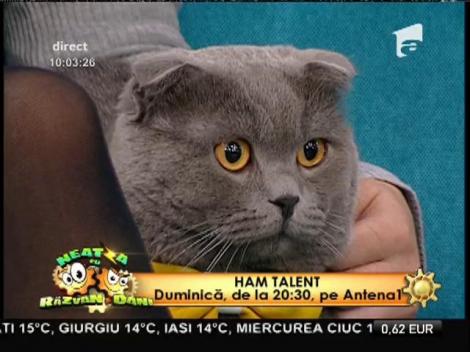 Prima pisică angajată cu acte în regulă din România, la Neatza