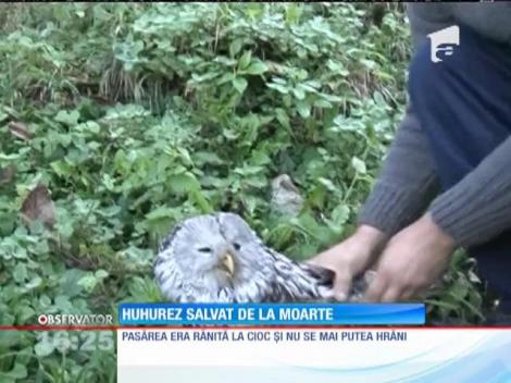 A devenit erou în oraș după ce a salvat o bufniță!