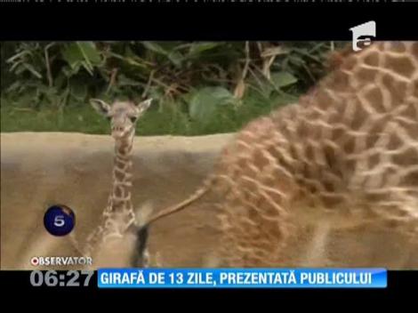 Girafă de numai 13 zile, prezentată publicului