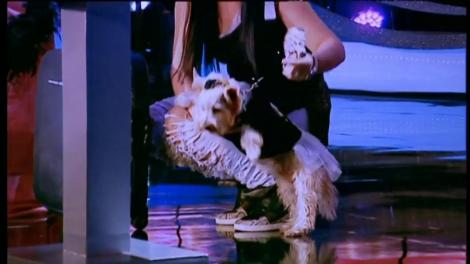 Goga, o cățelușă din rasa Yorkshire Terrier, are o colecție impresionantă de haine