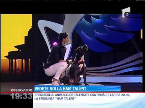 Spectacolul animalelor talentate continuă la emisiunea "Ham Talent"