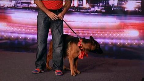 Onia şi Mabel, doi ciobăneşti germani, nu impresionează juriul de la Ham Talent