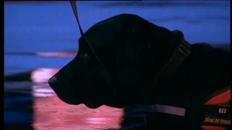 Bes, câinele ZEN mângâiat de toți copiii! Patrupedul de terapie care face miracole!