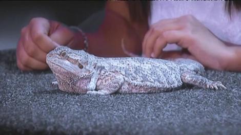 Aghi, agama cu barbă, adoră să fie mângâiată